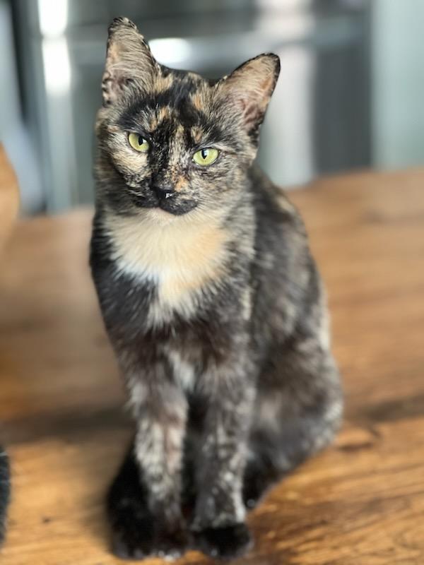 Lexi 1yr, Young Female unknown