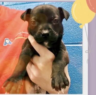 Grasshopper, ADOPTABLE, Puppy Male Pug.