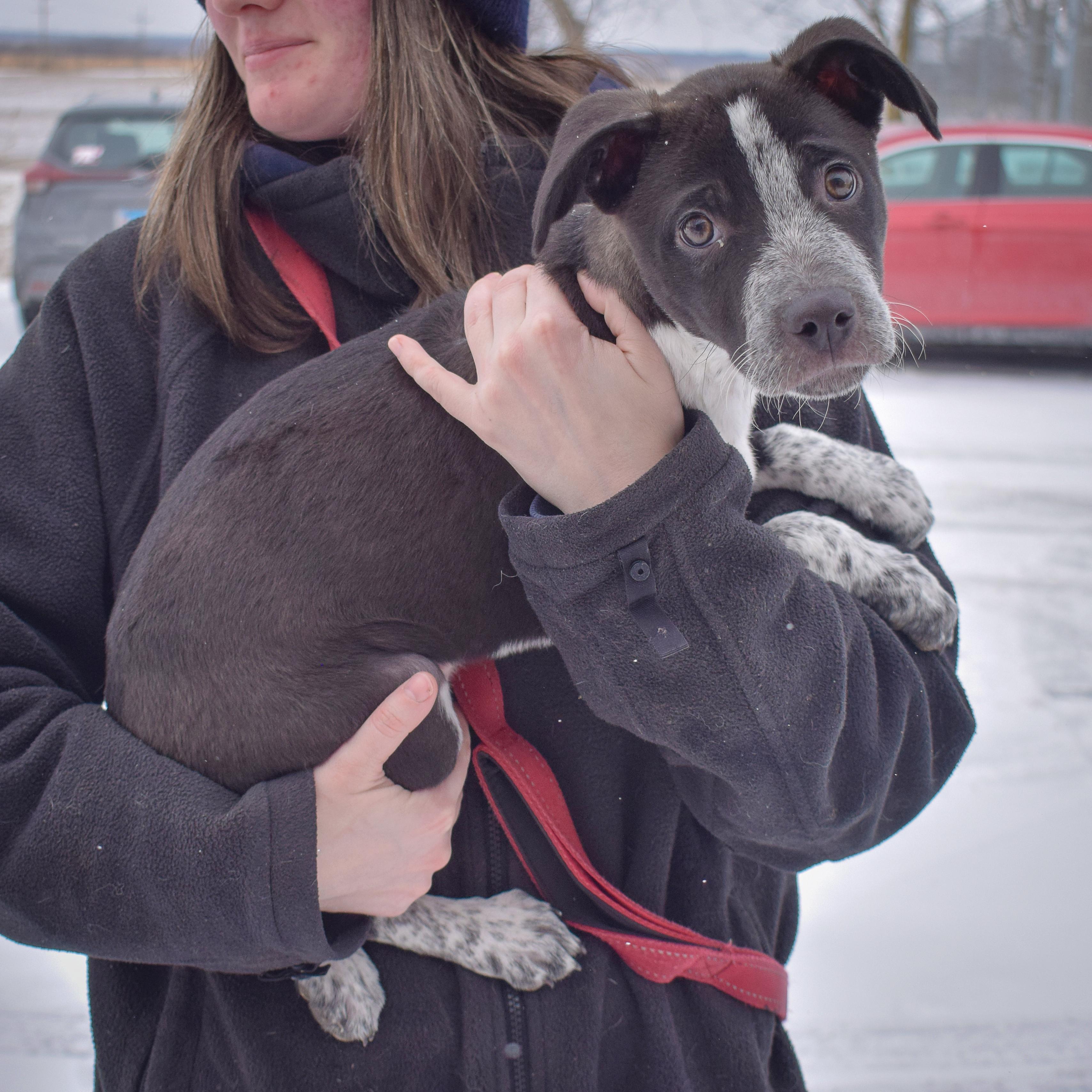 Piper photo 4