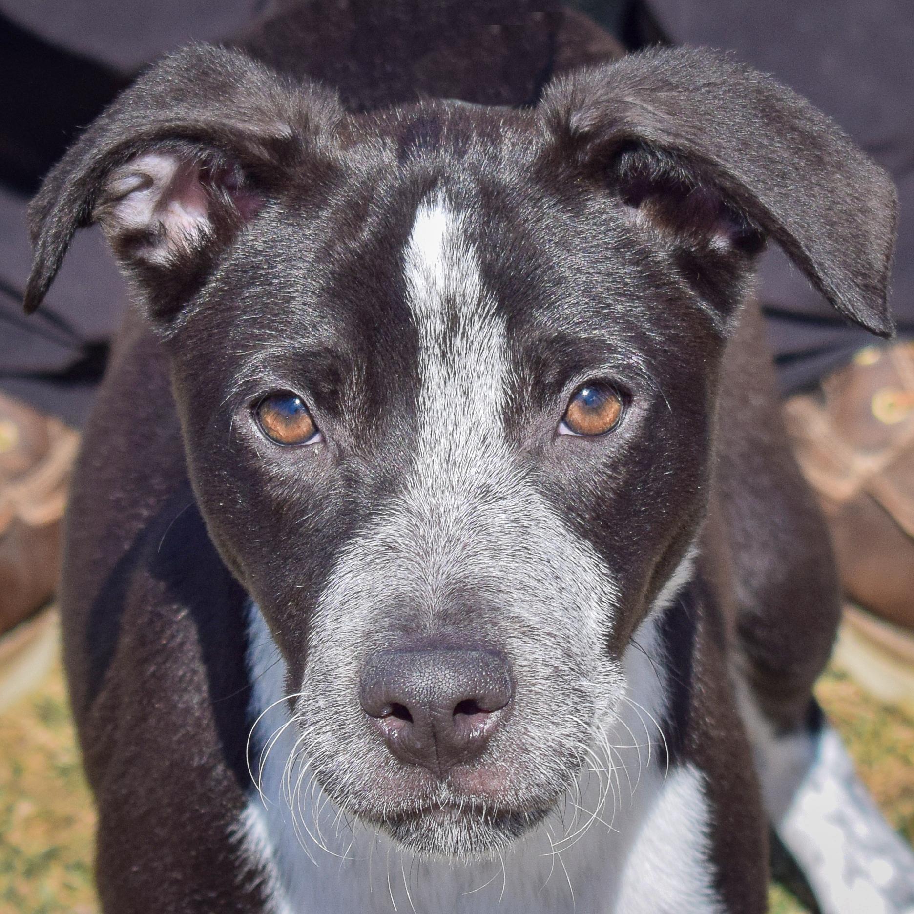 Piper, Baby Female unknown