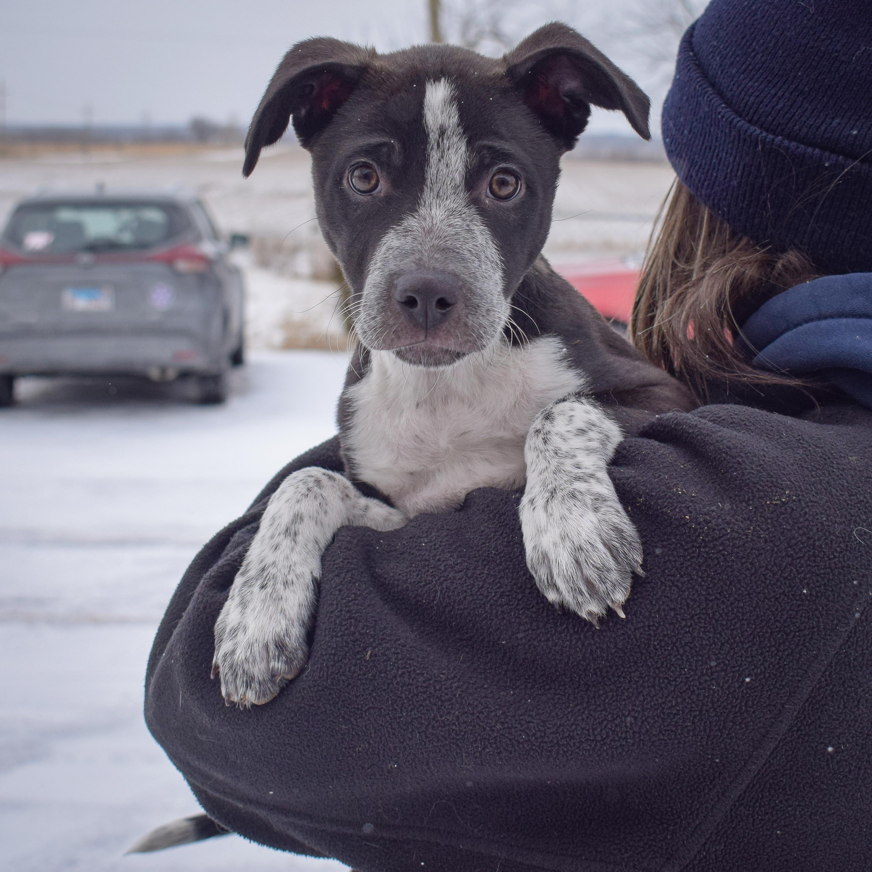 Piper photo 5
