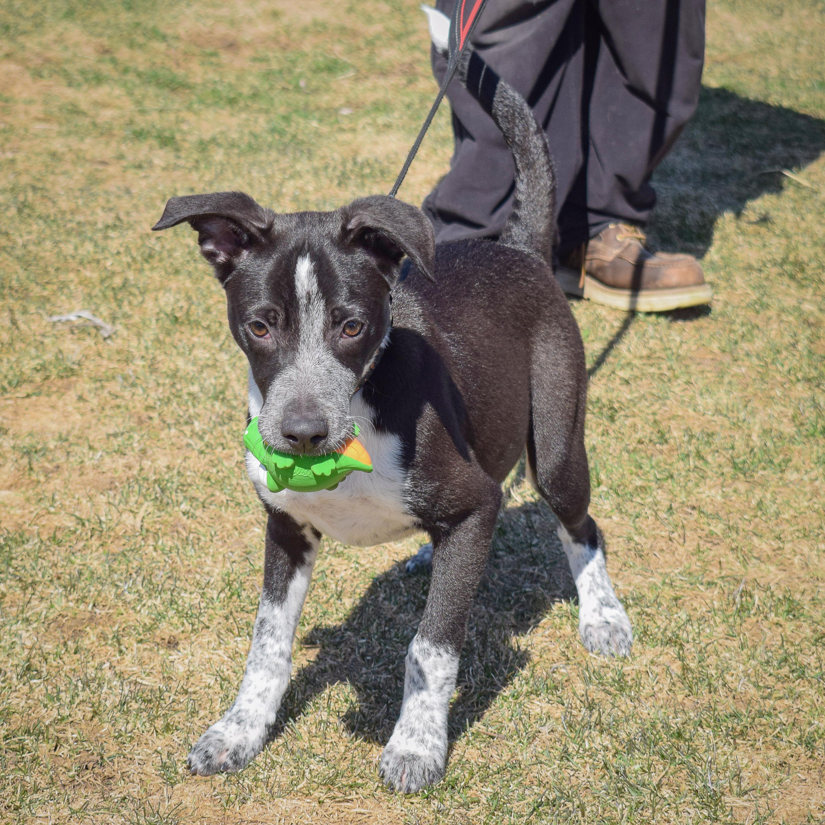 Piper photo 3