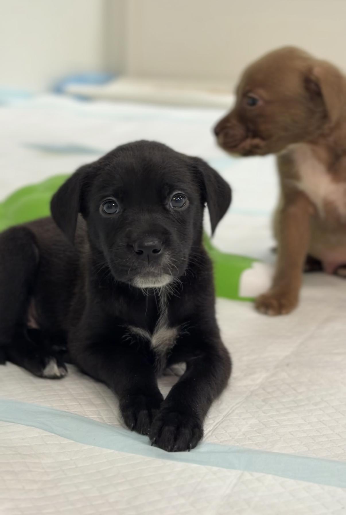 Enlarge Mauvelous *PARTIALLY SPONSORED*, a Adoptable mixed breed in Avon, CT image 5/6