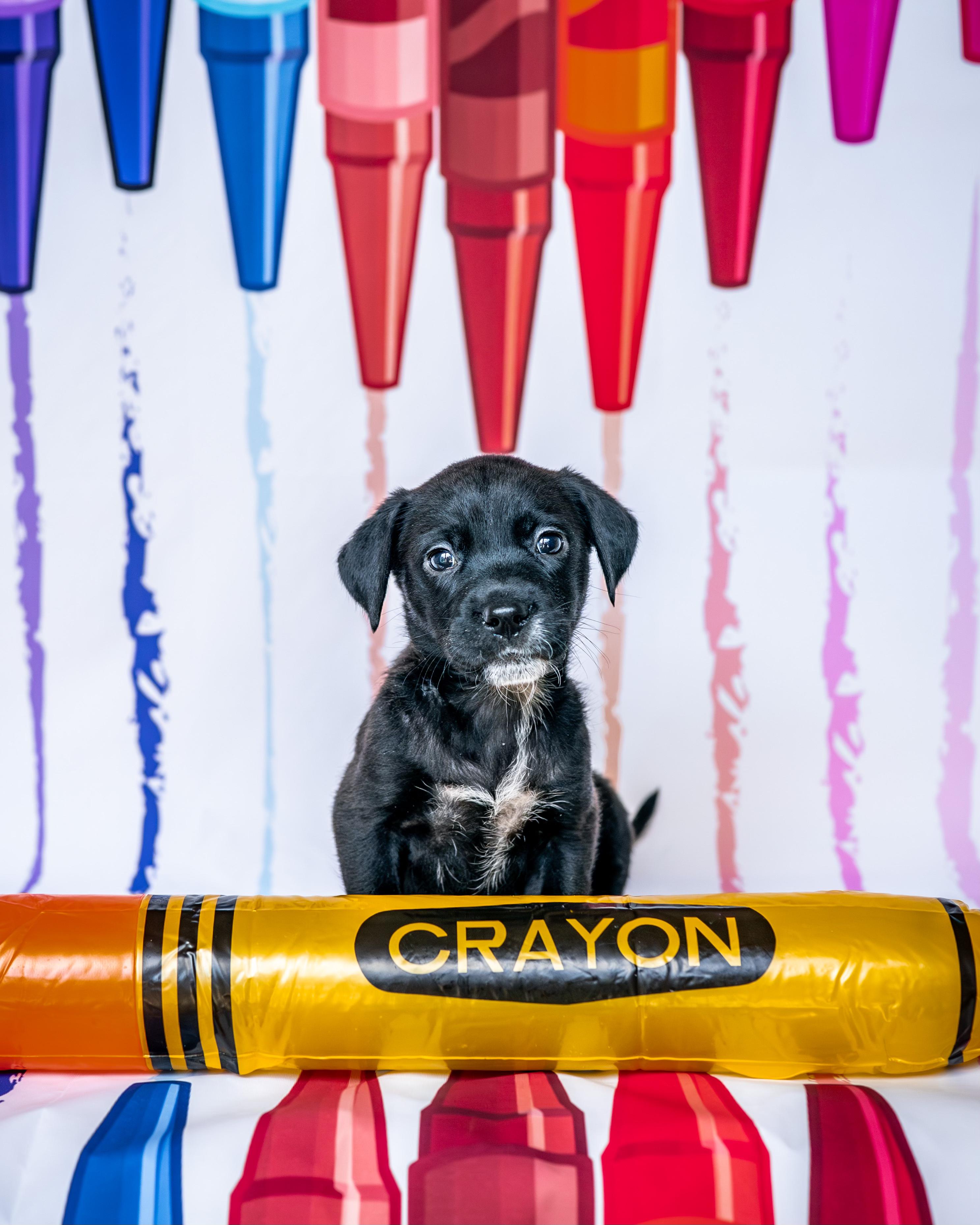 Enlarge Mauvelous *PARTIALLY SPONSORED*, a Adoptable mixed breed in Avon, CT image 2/6
