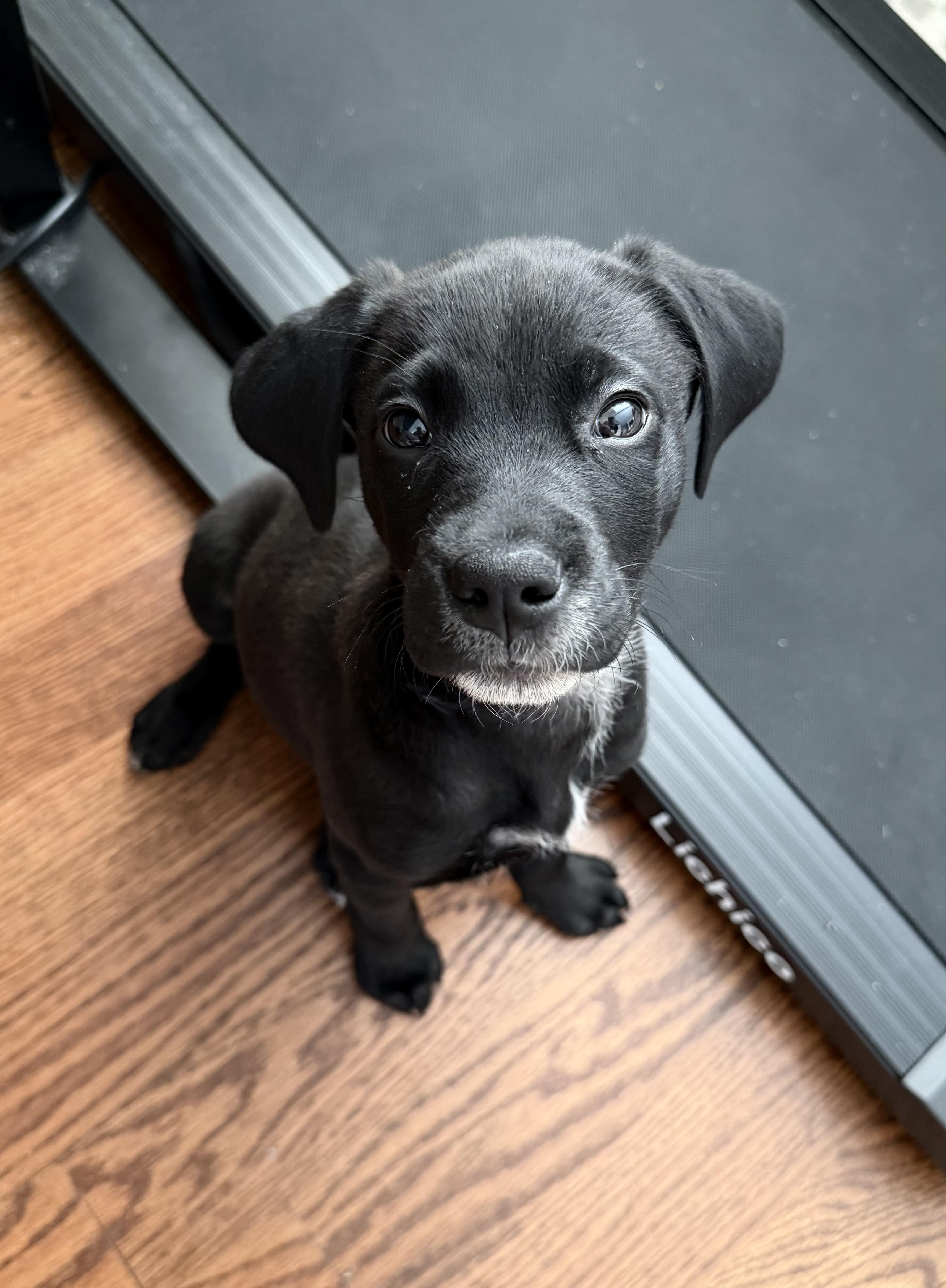 Enlarge Mauvelous *PARTIALLY SPONSORED*, a Adoptable mixed breed in Avon, CT image 1/6