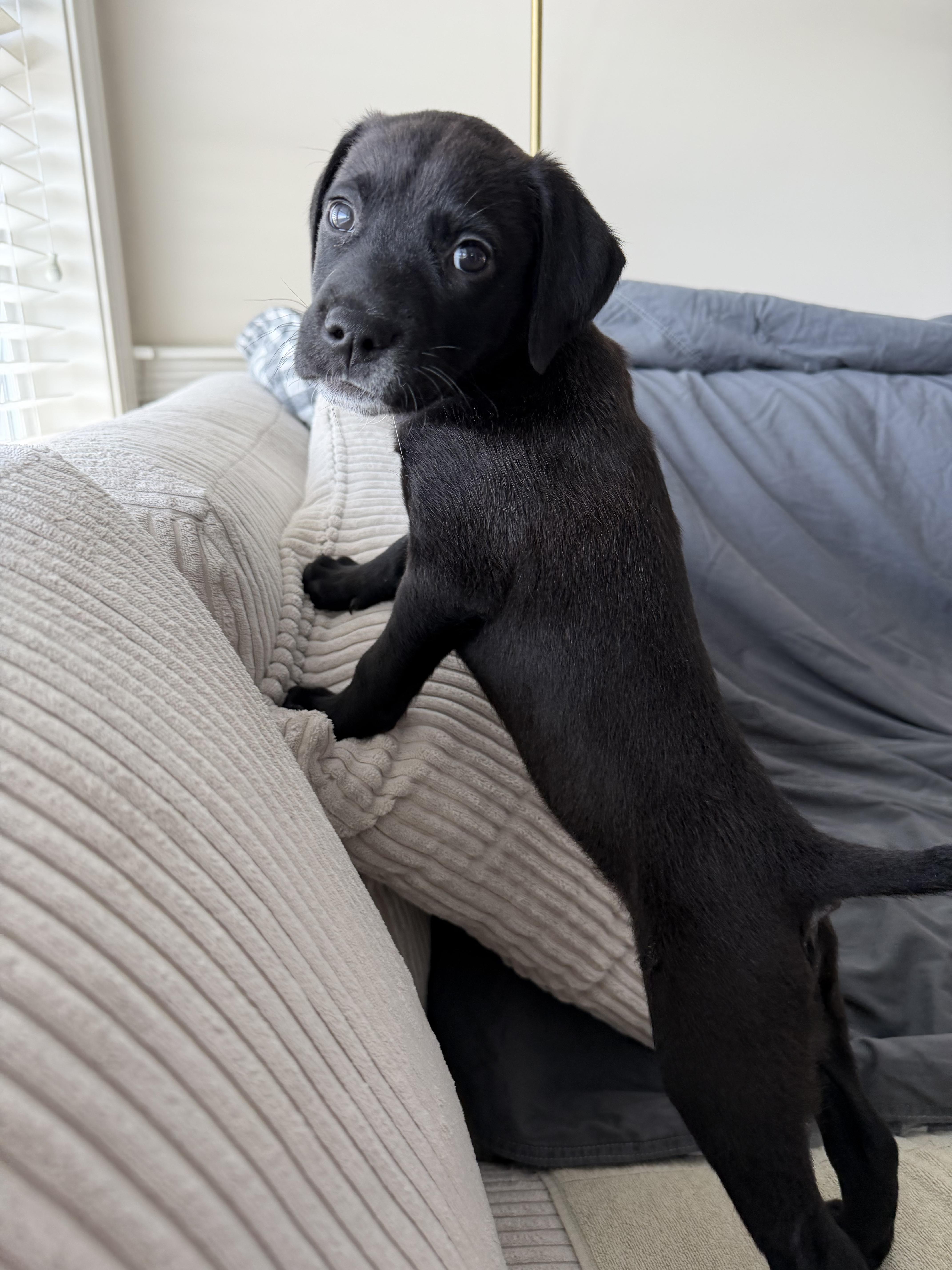 Enlarge Mauvelous *PARTIALLY SPONSORED*, a Adoptable mixed breed in Avon, CT image 3/6