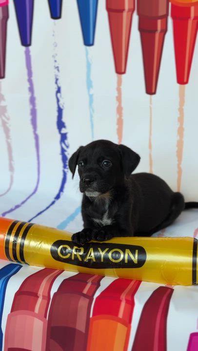 Enlarge Mauvelous *PARTIALLY SPONSORED*, a Adoptable mixed breed in Avon, CT video 4/6