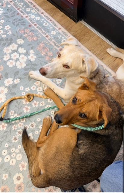 Enlarge Bear, a Adoptable mixed breed in Cypress, TX image 3/4