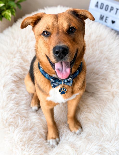 Enlarge Bear, a Adoptable mixed breed in Cypress, TX image 1/4