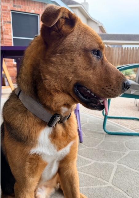Enlarge Bear, a Adoptable mixed breed in Cypress, TX image 2/4