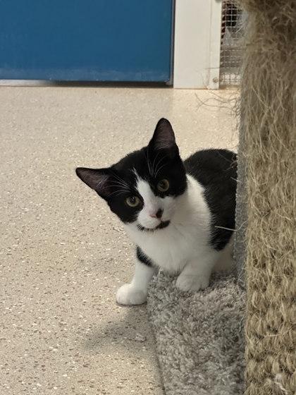 Sneasel, Adoptable, Kitten Female Domestic Short Hair & Domestic Short Hair.