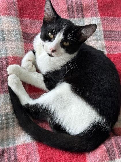 Sneasel, Adoptable, Kitten Female Domestic Short Hair & Domestic Short Hair.