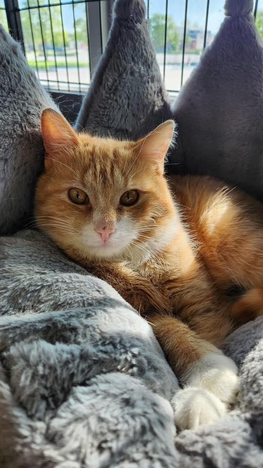 Abbot, adopted, Young Male Domestic Short Hair.