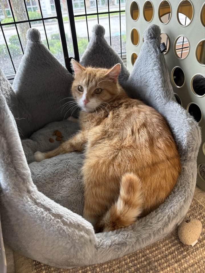 Enlarge Abbot, an adopted Domestic Short Hair in Cleveland, OH image 4/4