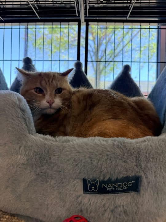 Enlarge Abbot, an adopted Domestic Short Hair in Cleveland, OH image 3/4