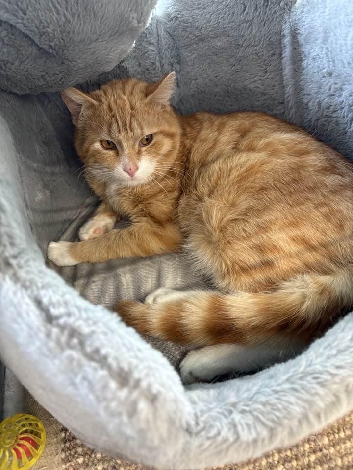 Enlarge Abbot, an adopted Domestic Short Hair in Cleveland, OH image 2/4