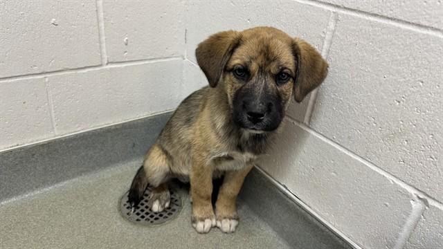 BALI, Adoptable, Puppy Female Cane Corso & Mixed Breed.