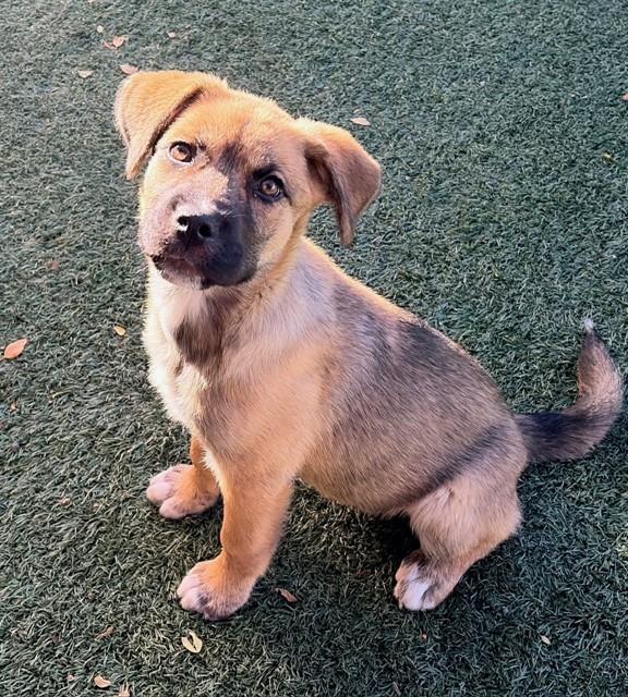 BALI, Adoptable, Puppy Female Cane Corso & Mixed Breed.