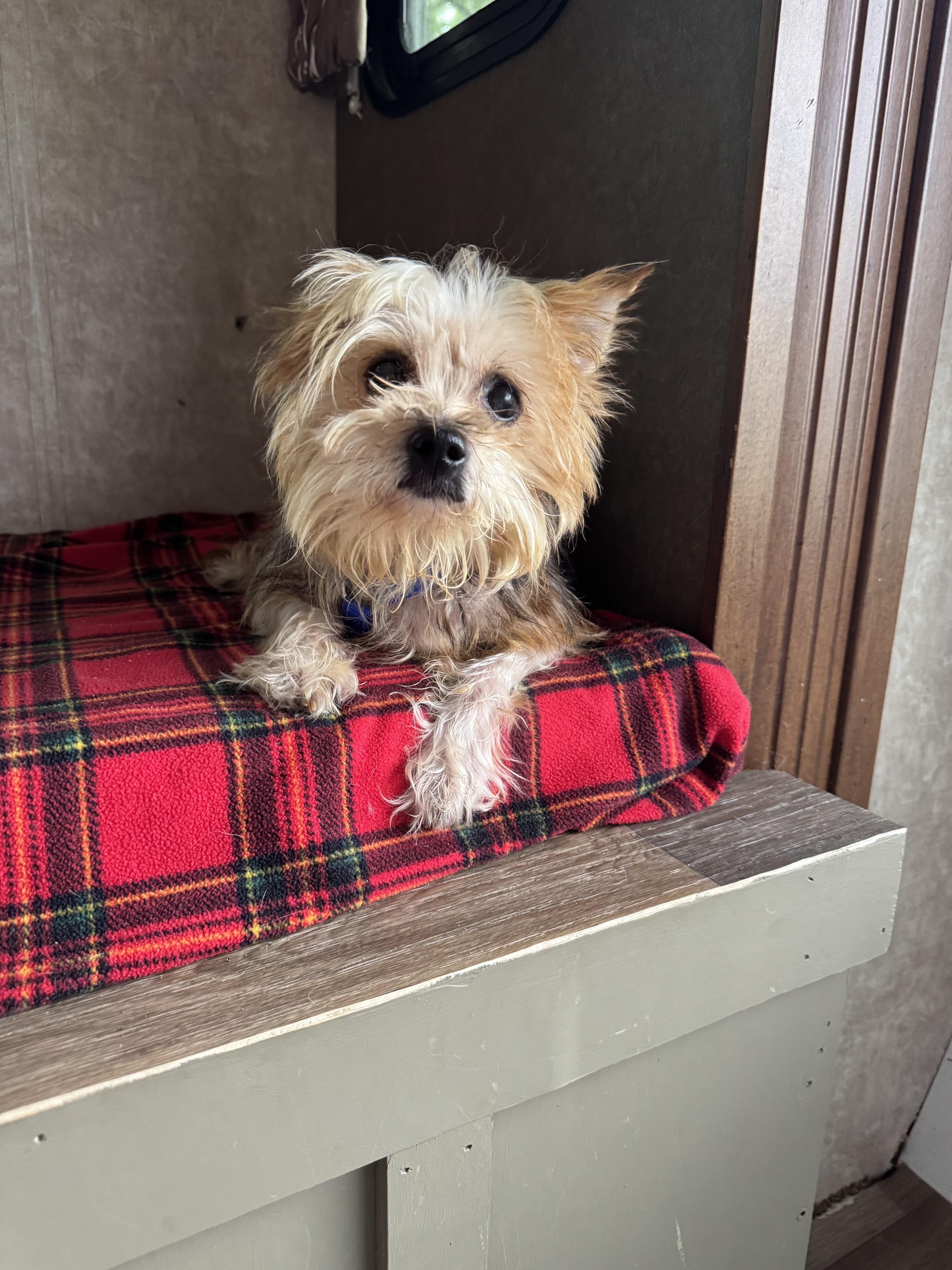 Sasha, adoptable, Senior Female Yorkshire Terrier.
