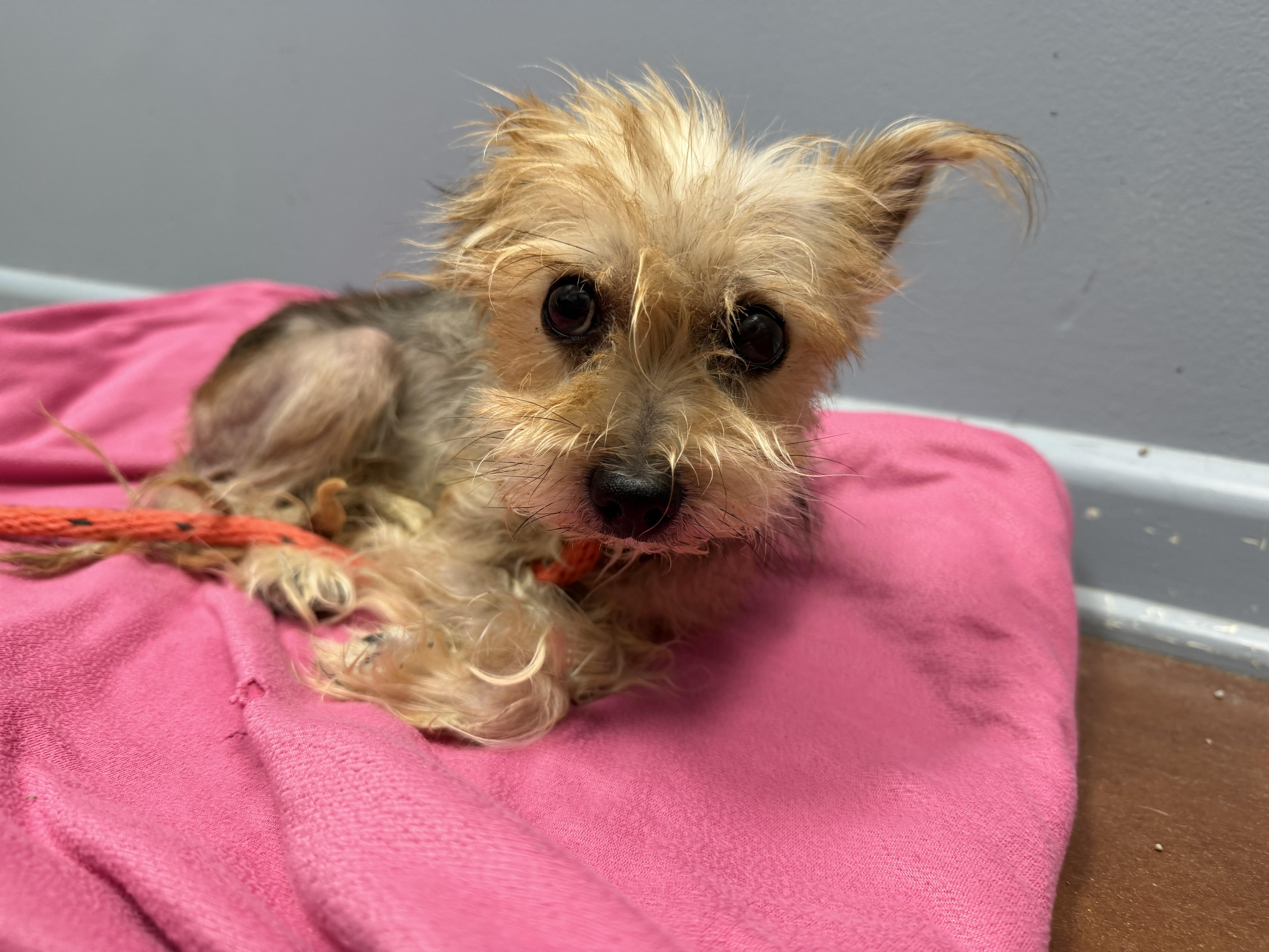 Sasha, a ADOPTABLE Yorkshire Terrier in Baton Rouge, LA image 1/2