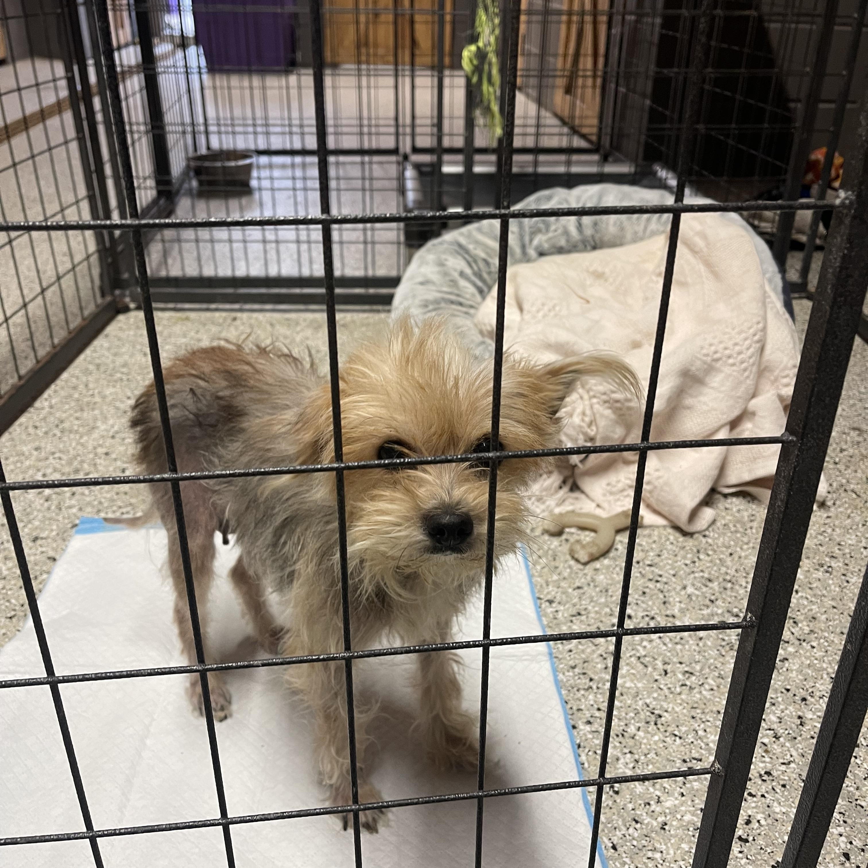 Sasha, a ADOPTABLE Yorkshire Terrier in Baton Rouge, LA image 2/2