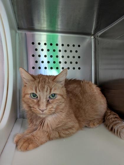 Cheetos, a Adoptable mixed breed in Montreal, QC image 1/3