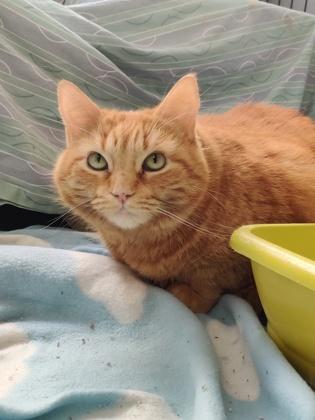 Cheetos, a Adoptable mixed breed in Montreal, QC image 2/3