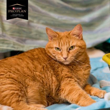 Cheetos, a Adoptable mixed breed in Montreal, QC image 3/3