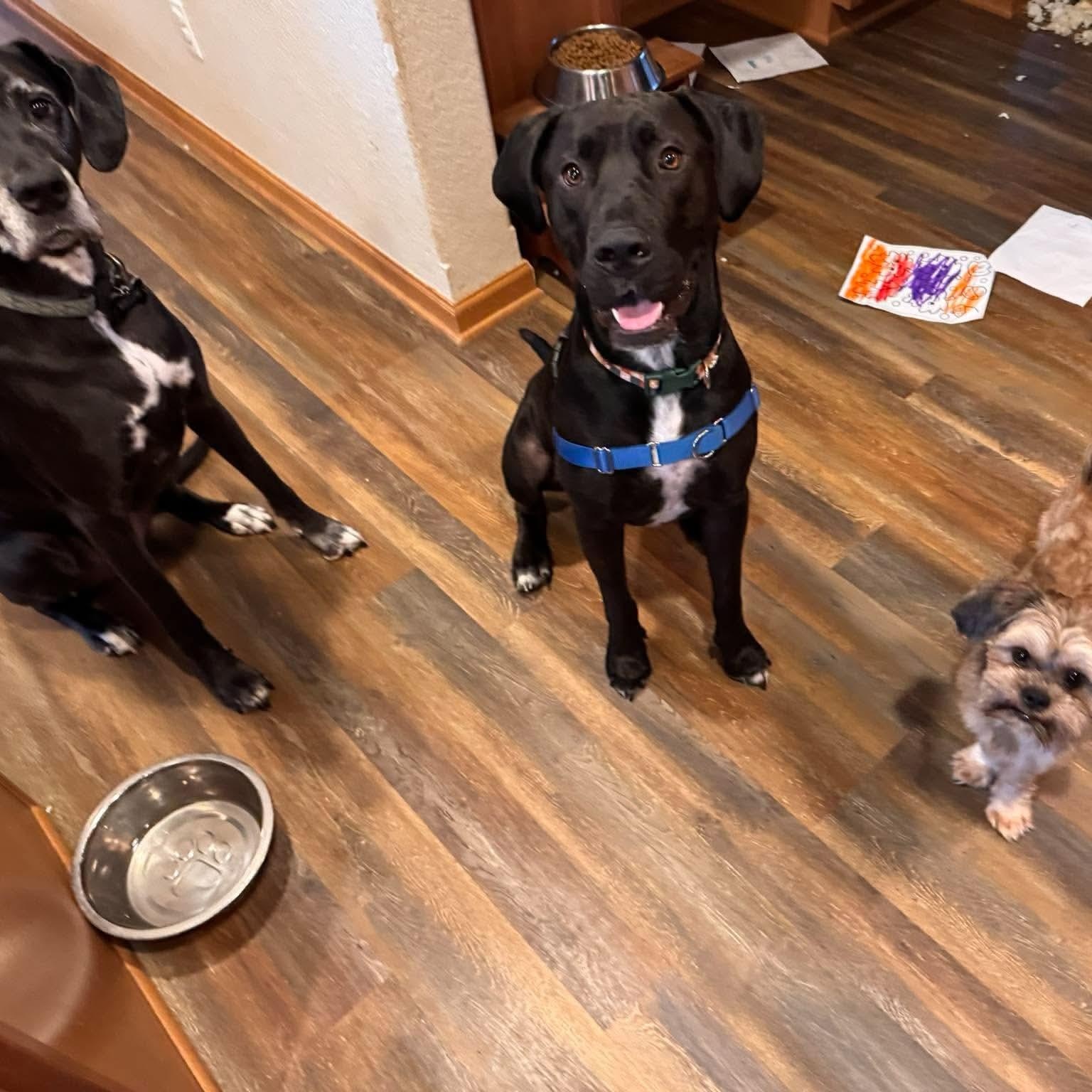 Enlarge Goose, a Adoptable mixed breed in Hartford, WI image 6/6