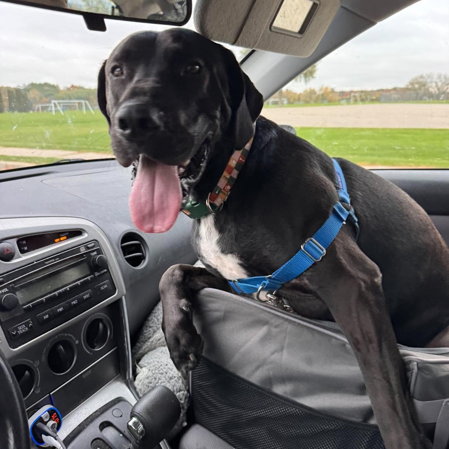 Goose, Adoptable, Young Male Great Dane & Labrador Retriever.