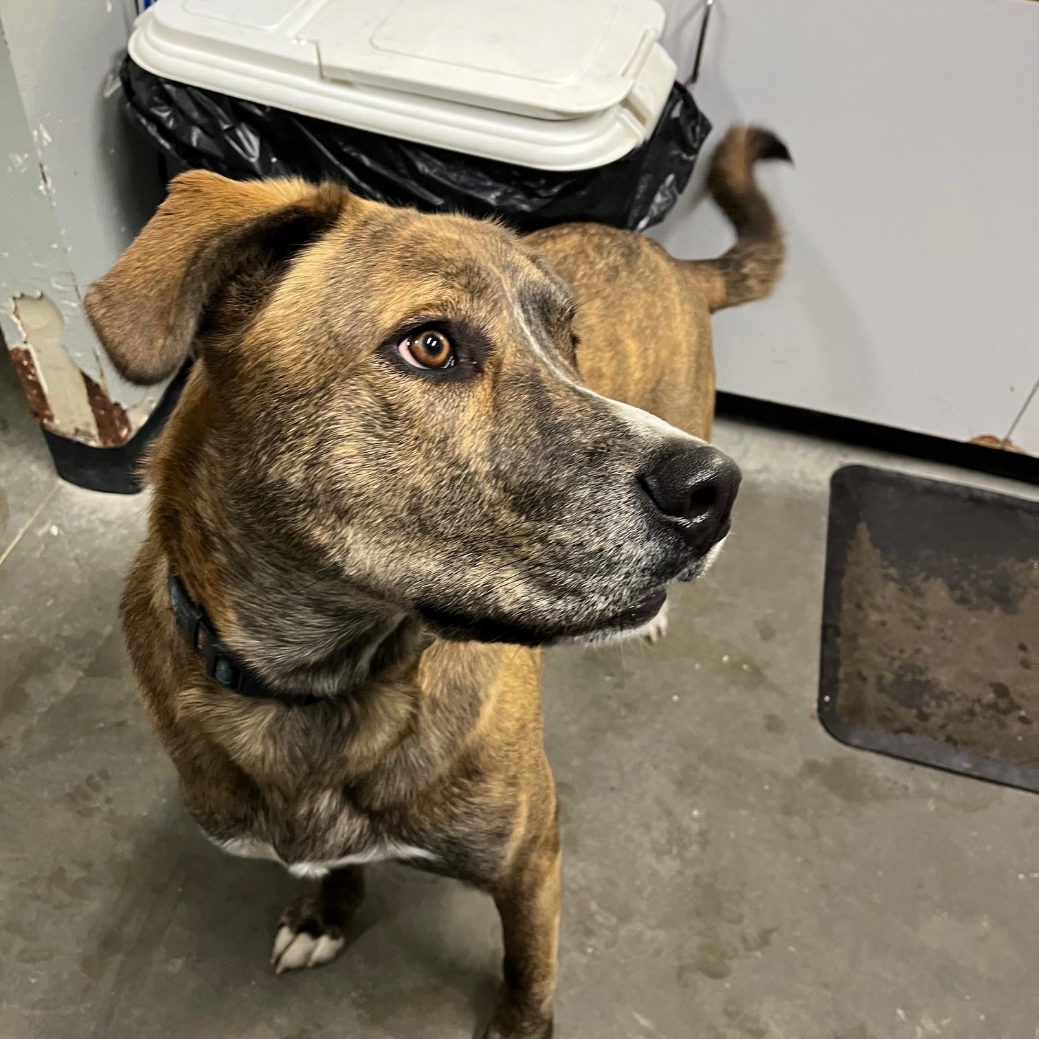 Thor, Adoptable, Adult Male Mastiff.