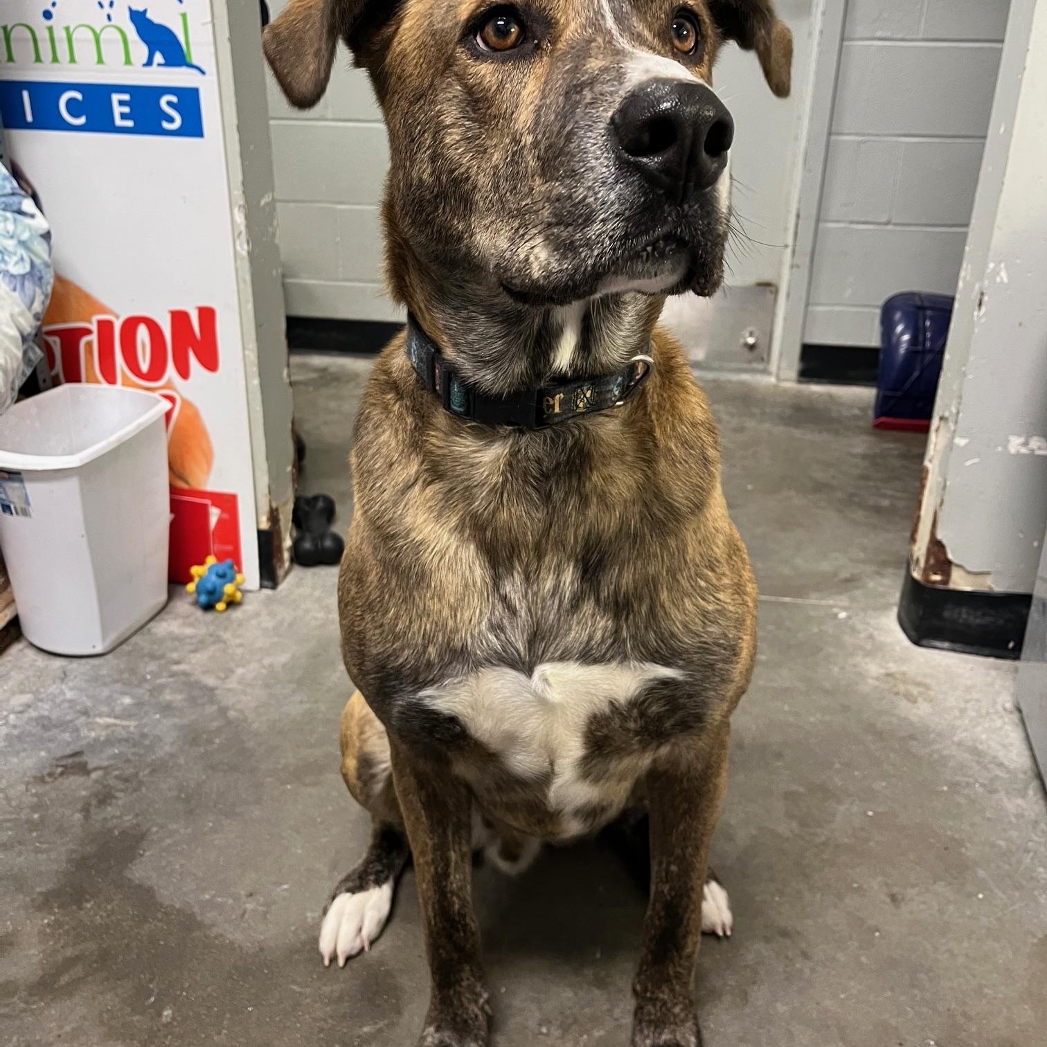 Enlarge Thor, an adopted Mastiff in St Thomas, ON image 2/6