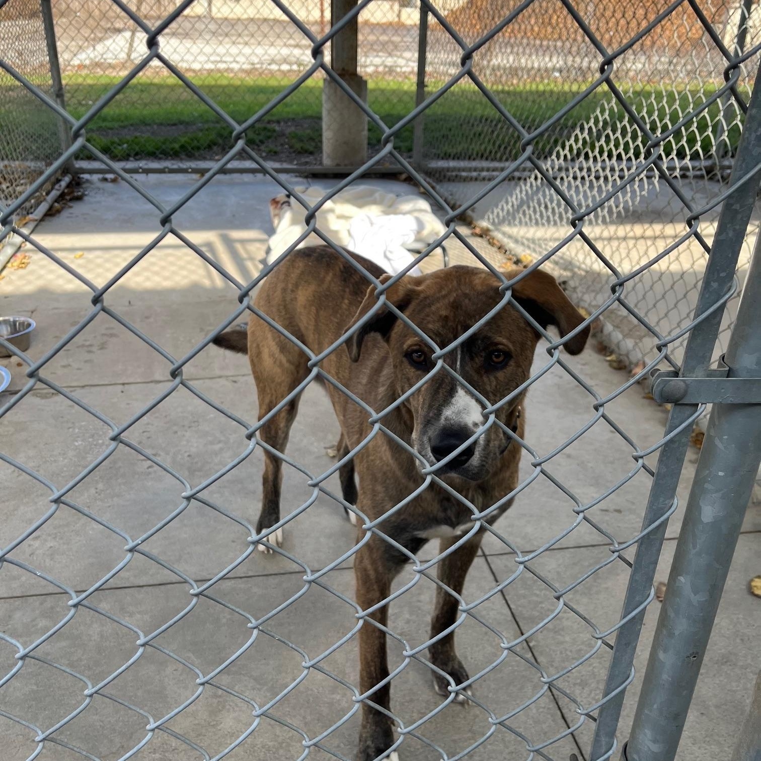 Thor, Adoptable, Adult Male Mastiff.