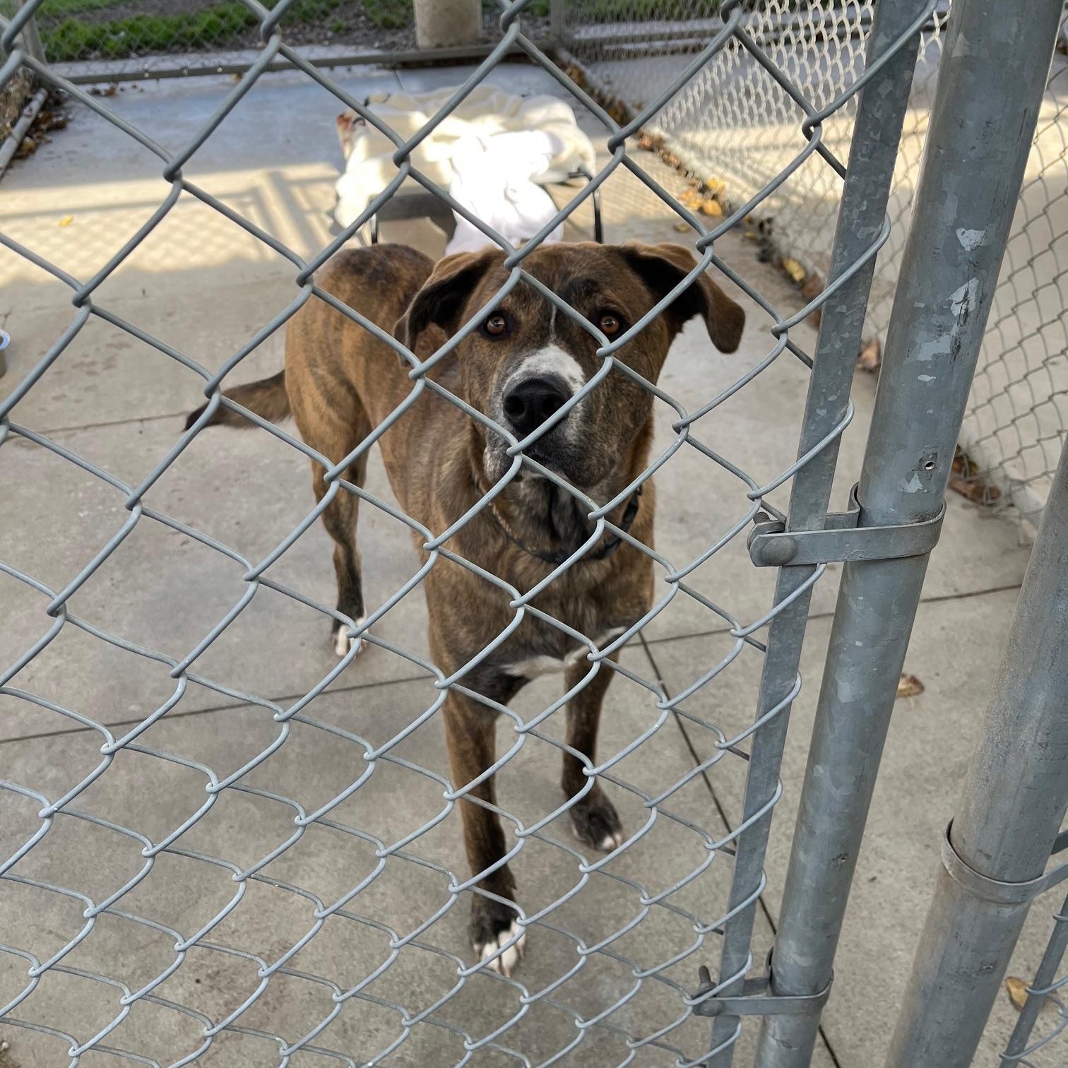 Enlarge Thor, a Adoptable Mastiff in St Thomas, ON image 2/3