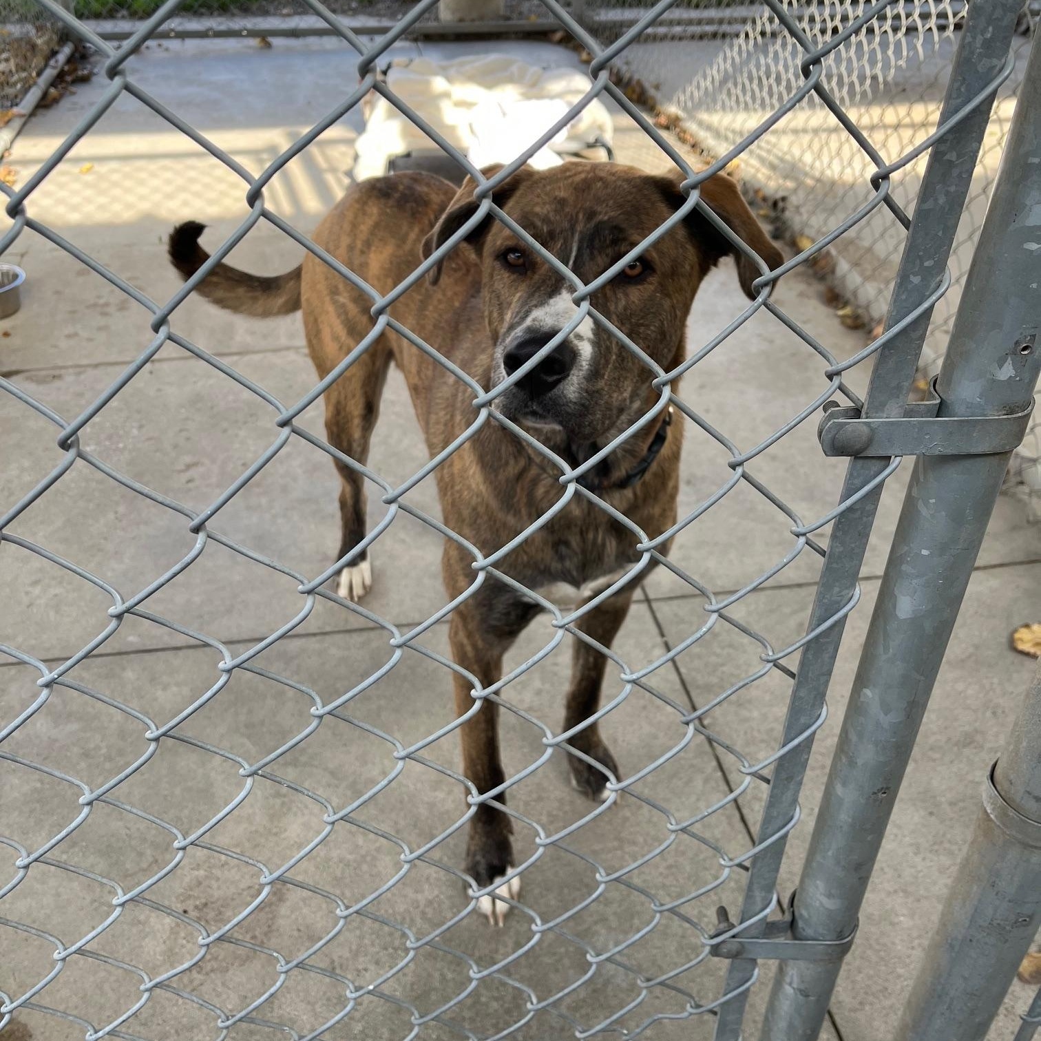 Enlarge Thor, a Adoptable Mastiff in St Thomas, ON image 3/3
