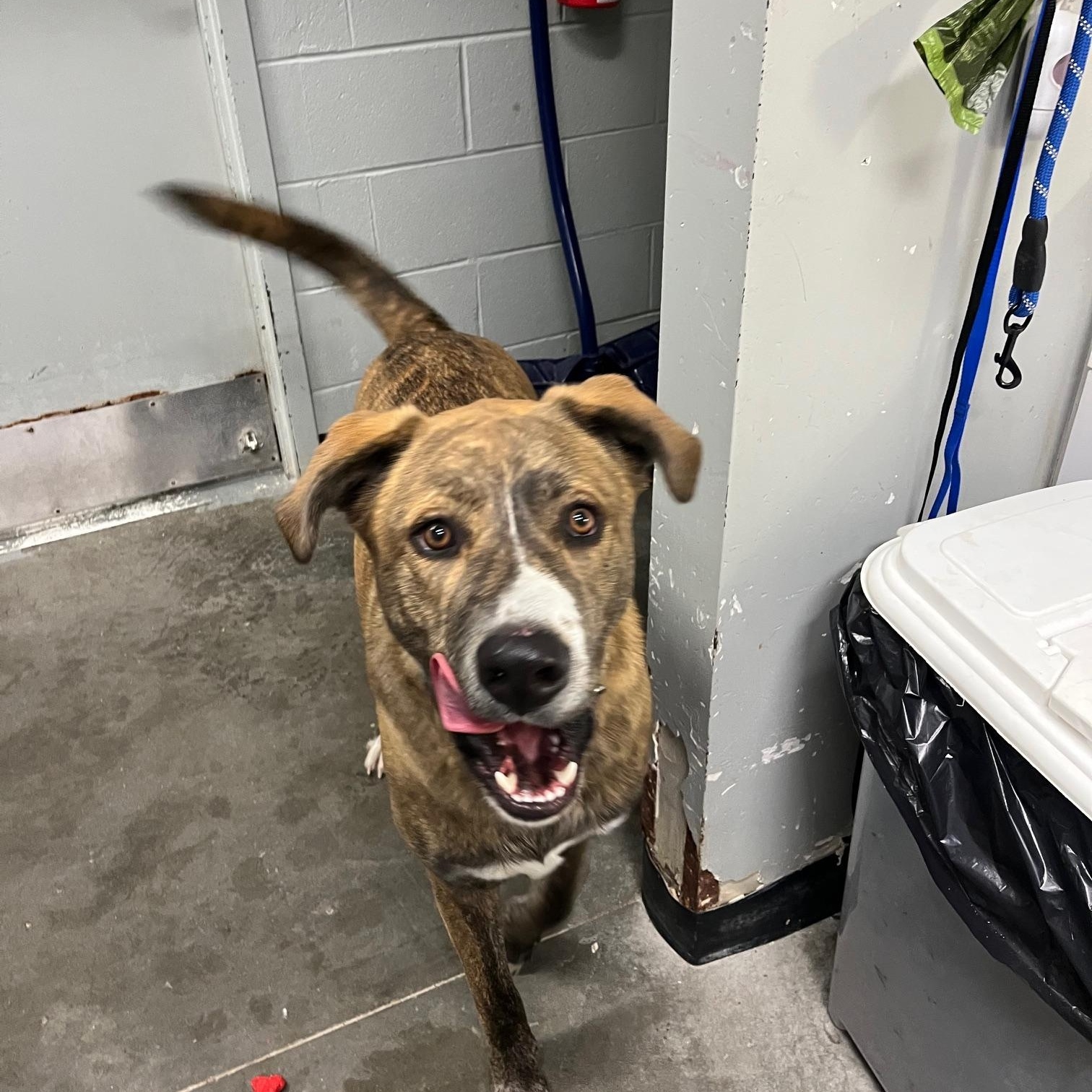 Enlarge Thor, an adopted Mastiff in St Thomas, ON image 3/6