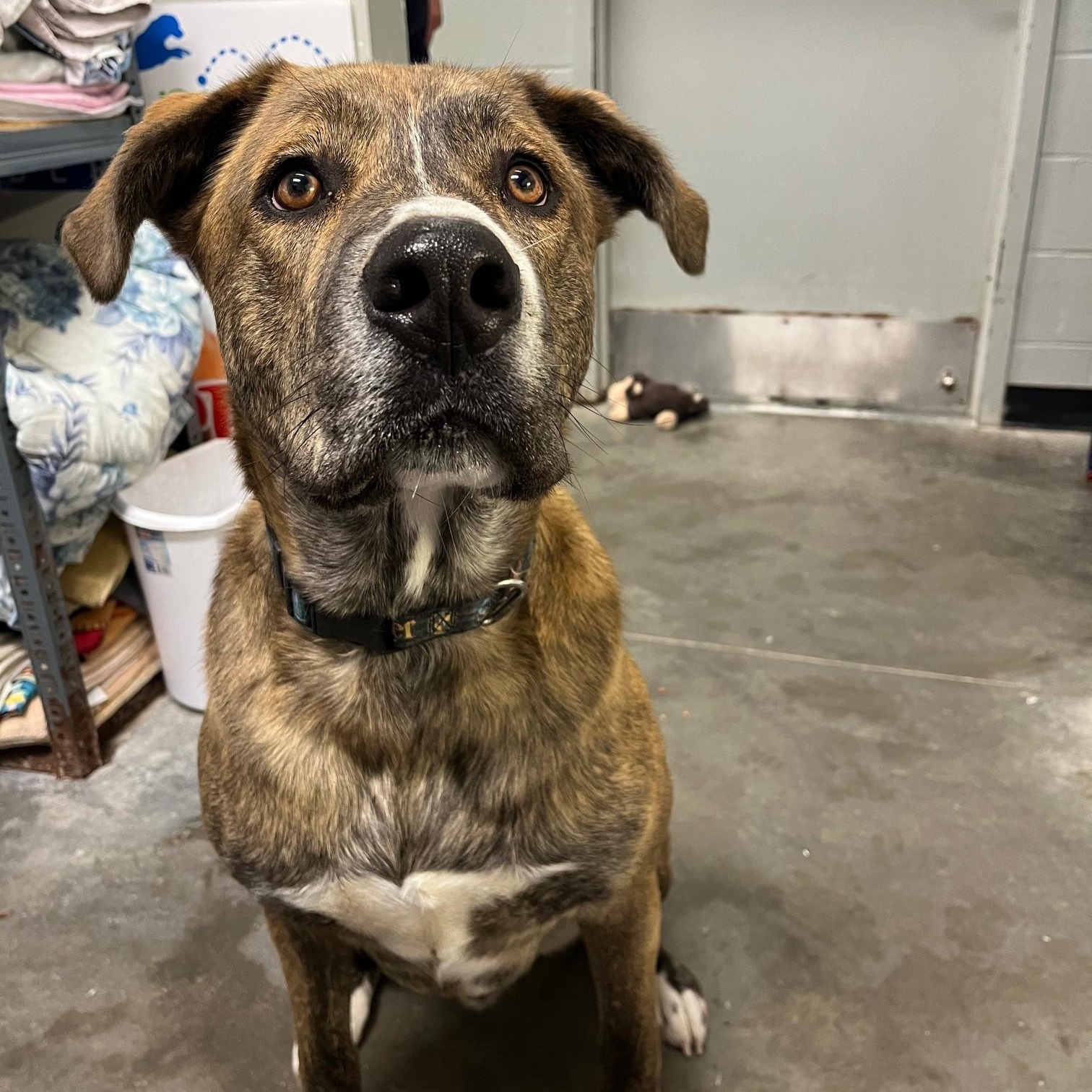 Enlarge Thor, an adopted Mastiff in St Thomas, ON image 4/6