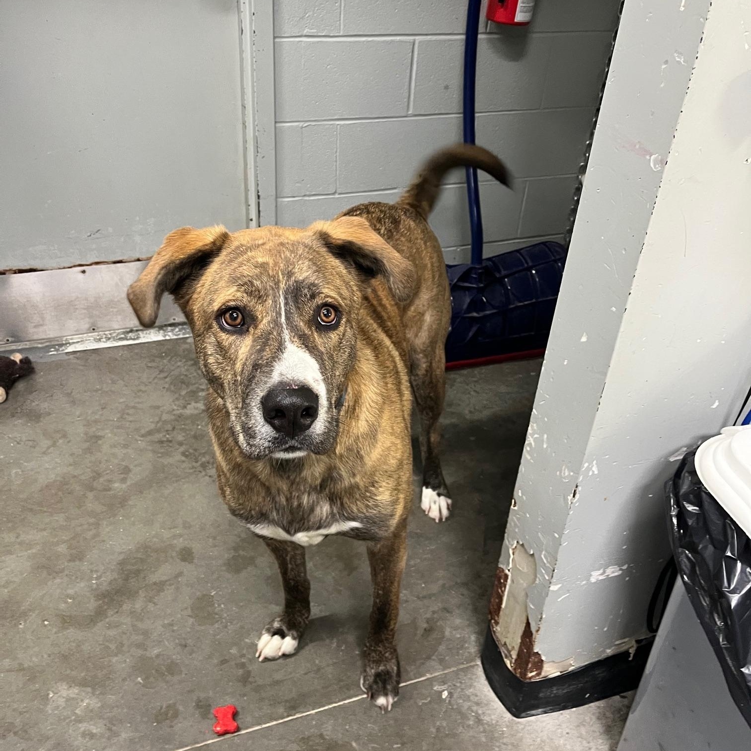 Enlarge Thor, an adopted Mastiff in St Thomas, ON image 5/6