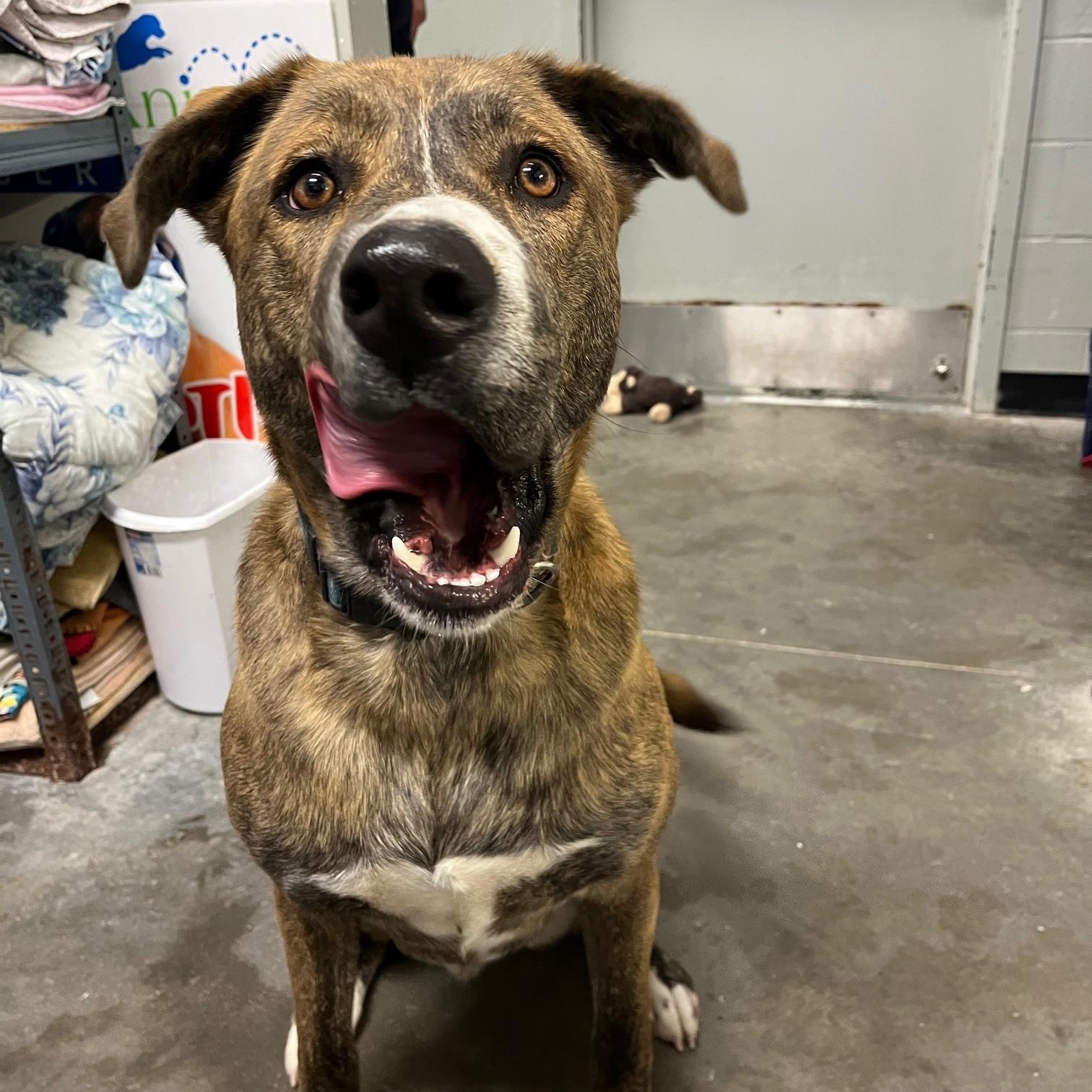 Enlarge Thor, an adopted Mastiff in St Thomas, ON image 6/6