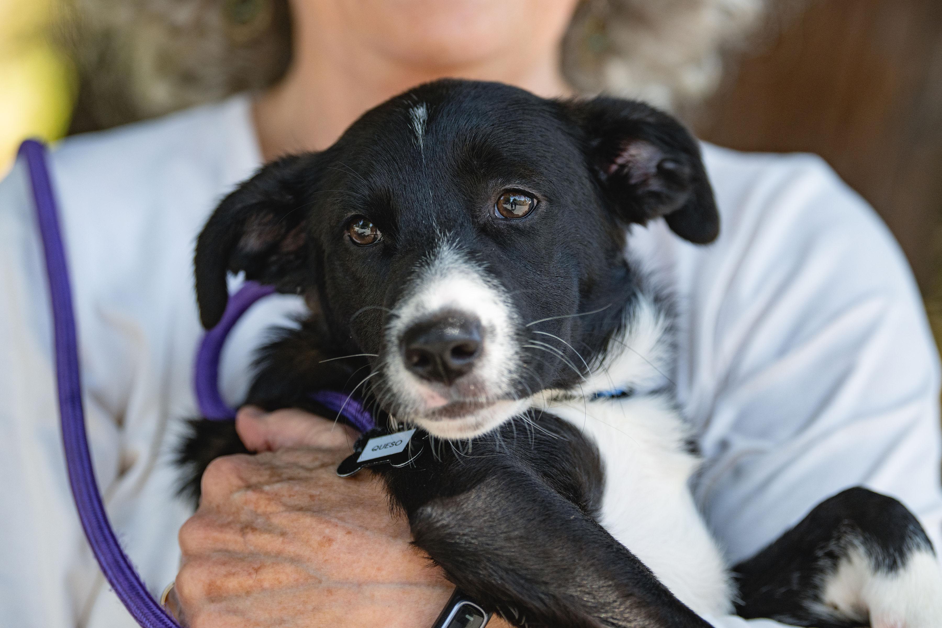 Queso, adopted, Puppy Female Border Collie.