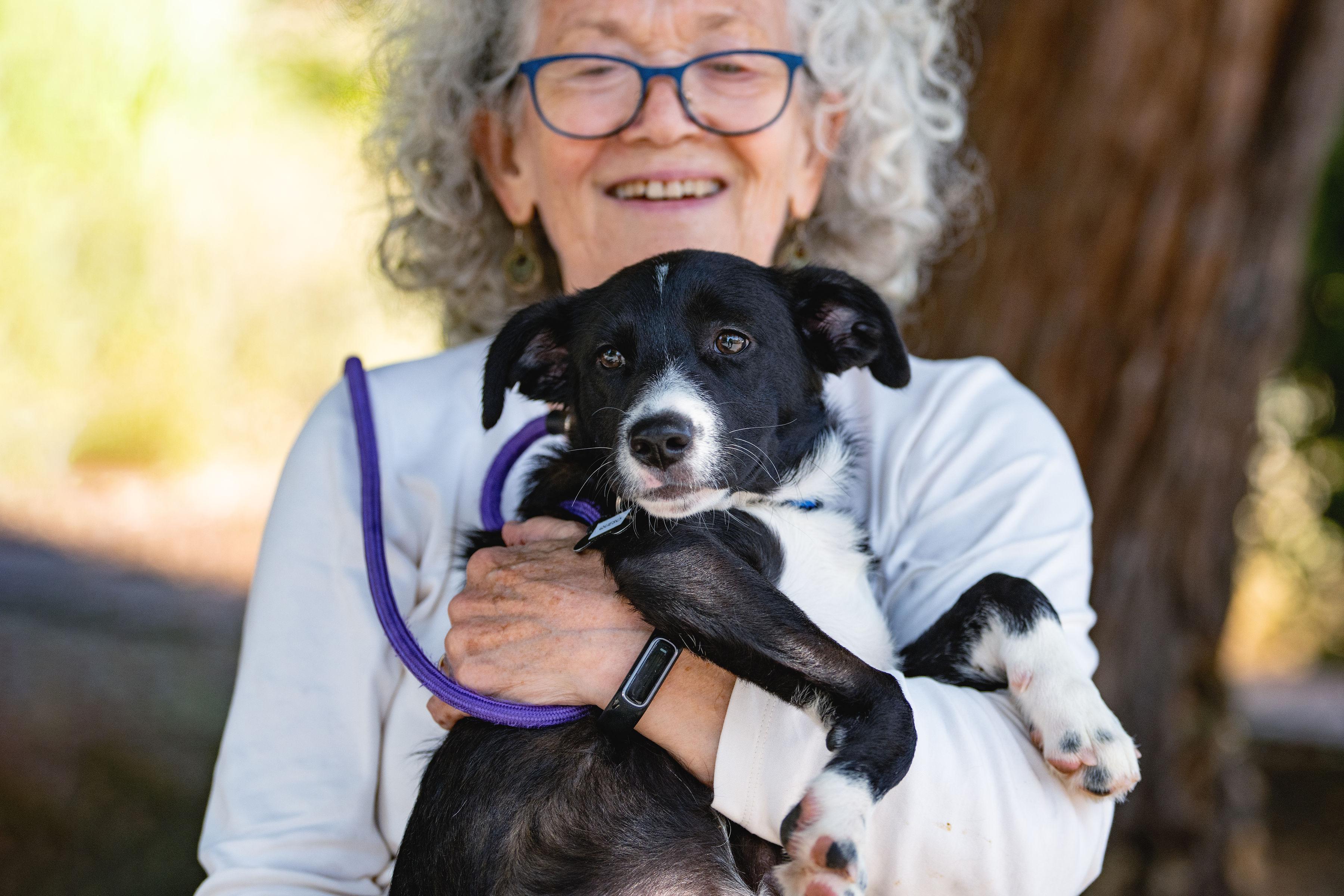 Enlarge Queso, an adopted mixed breed in Santa Rosa, CA image 3/3