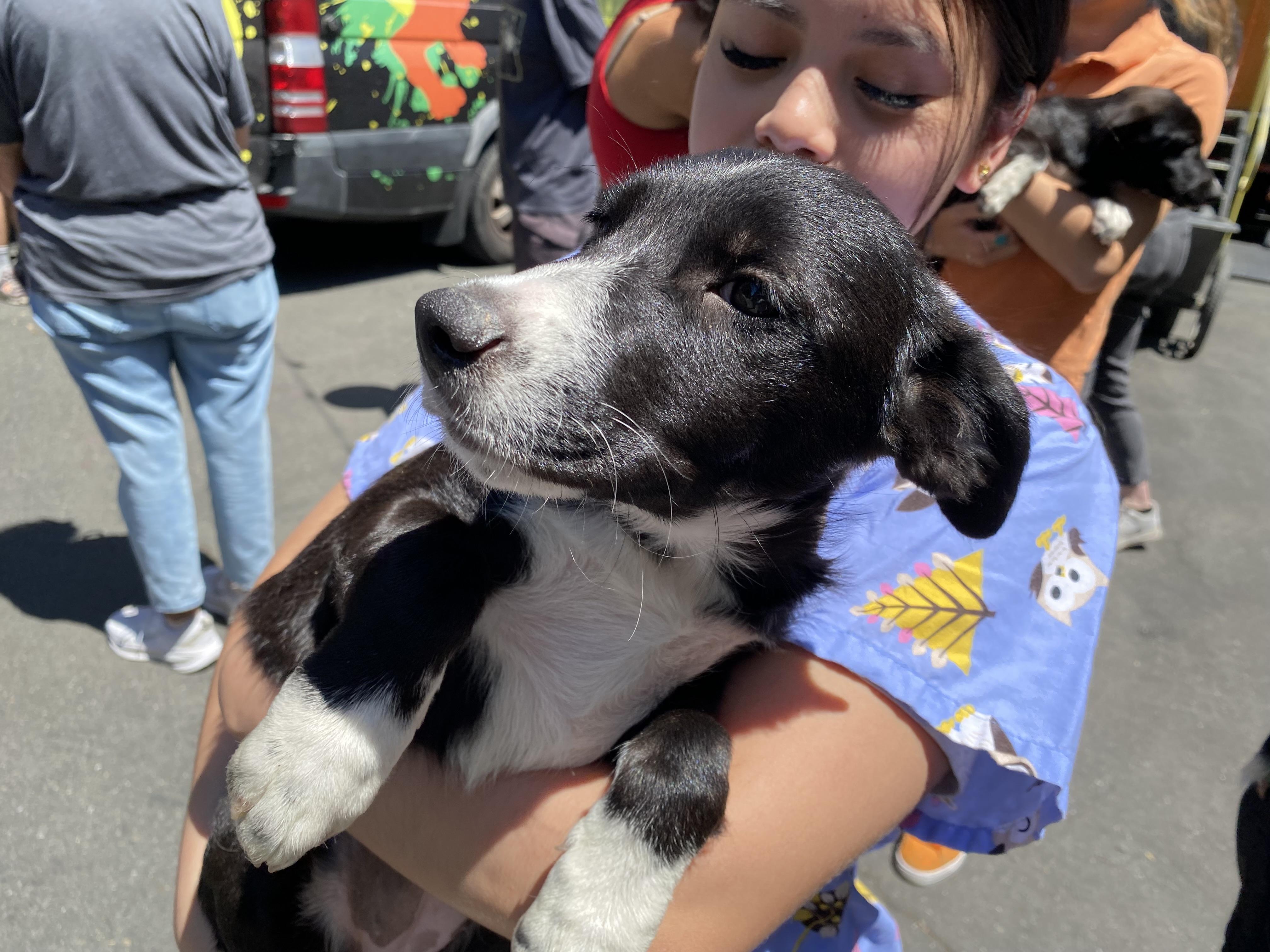 Enlarge Queso, an adopted mixed breed in Santa Rosa, CA image 2/3