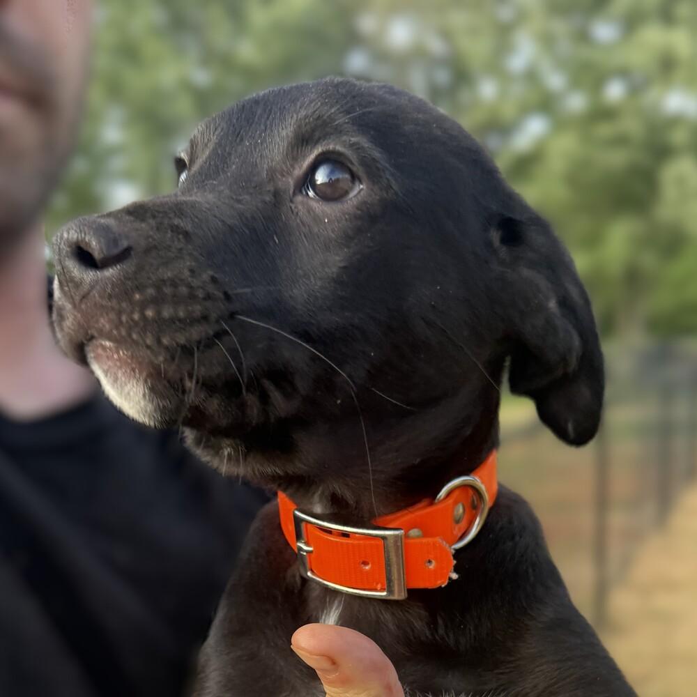 Zorro, Adoptable, Puppy Male Labrador Retriever & Boxer.