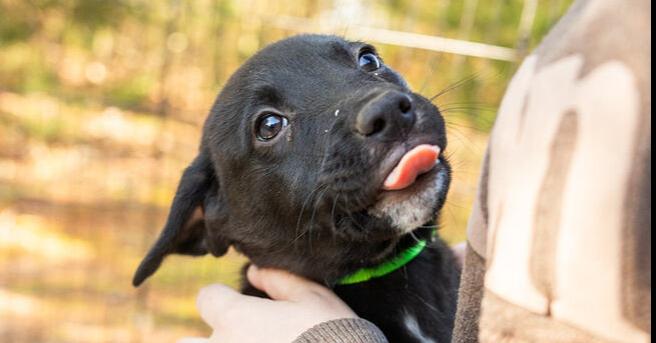 Enlarge Zorro, a Adoptable mixed breed in Hartwell, GA image 1/1