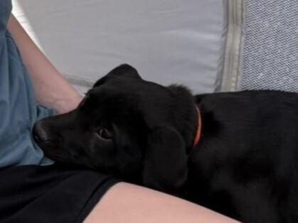 Enlarge Zorro, a Adoptable mixed breed in Hartwell, GA image 3/4