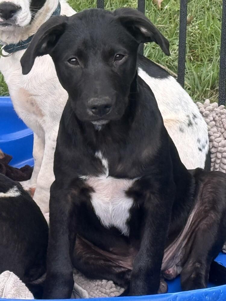Enlarge Zorro, a Adoptable mixed breed in Hartwell, GA image 4/4