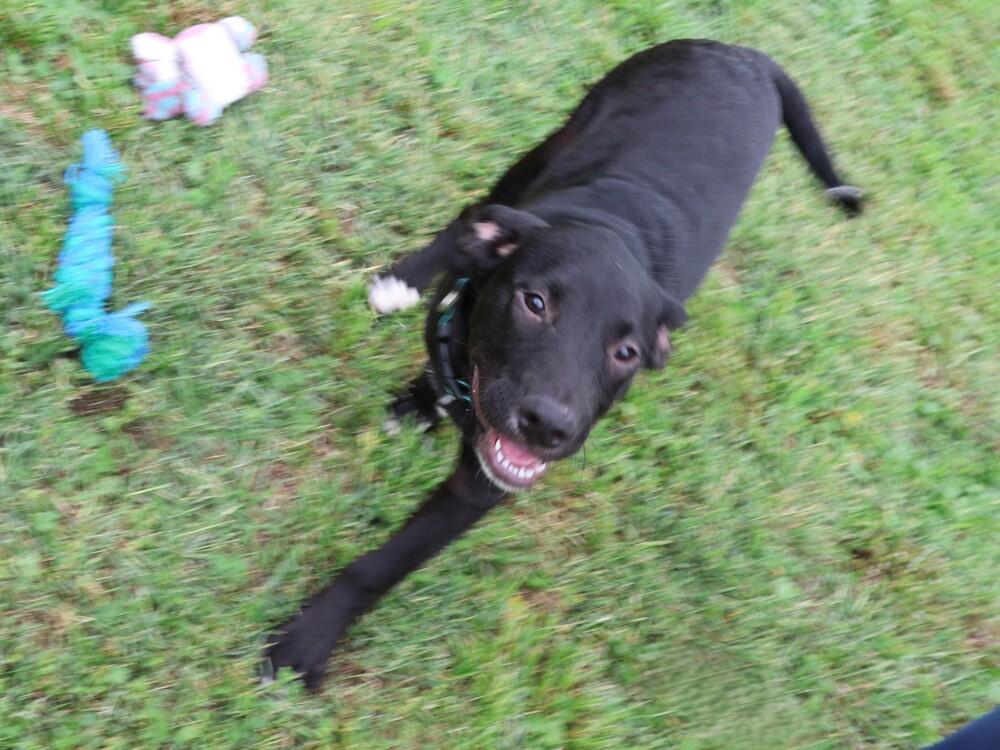 Enlarge Zorro, a Adoptable mixed breed in Hartwell, GA image 3/6