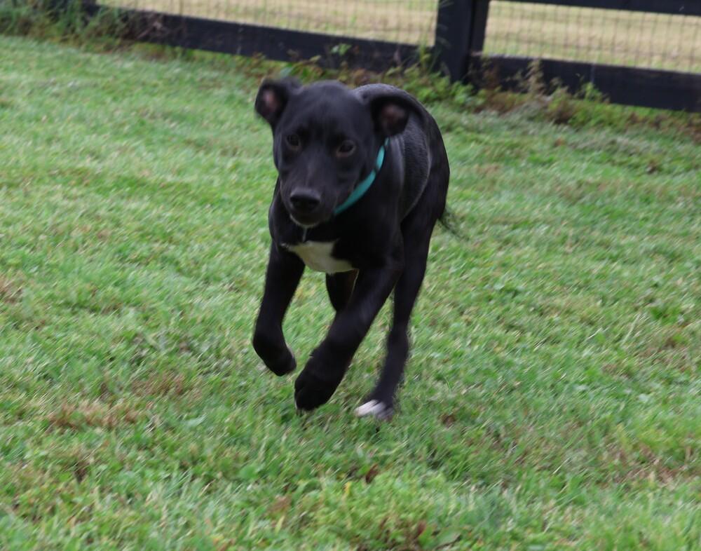 Enlarge Zorro, a Adoptable mixed breed in Hartwell, GA image 4/6