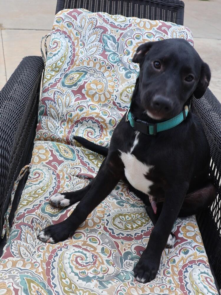 Enlarge Zorro, a Adoptable mixed breed in Hartwell, GA image 5/6
