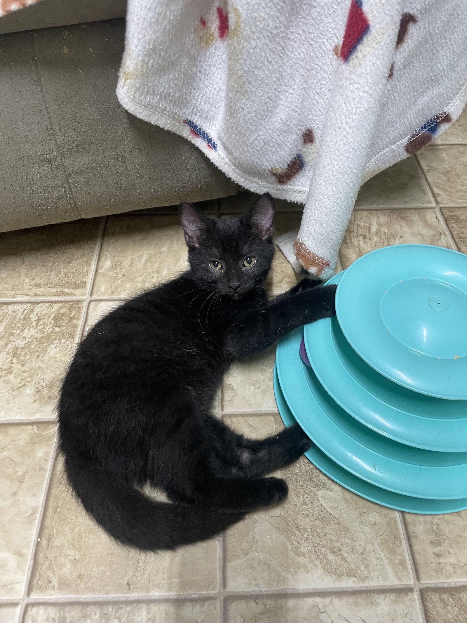 Enlarge Midknight, a Adoptable Domestic Short Hair in Stover, MO image 2/2